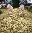 Funcionário seleciona grãos de soja em supermercado em Wuhan, na China
14/04/2014
REUTERS/Stringer  Foto: Reuters