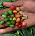 O café arábica, como esse produzido na Etiópia, está entre as diversas variedades que podem desaparecer com a mudança climática  Foto: Aaron Davis/ RBG Kew / BBC News Brasil