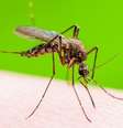 Usar soluções caseiras para repelir mosquitos Culex, de menor perigo, é uma coisa...  Foto: Getty Images / BBC News Brasil