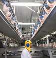 Arábia Saudita é maior compradora de frango brasileiro  Foto: DW / Deutsche Welle