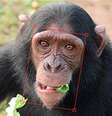 Imagens de chimpanzés estão sendo usadas para treinar o algoritmo, que ajudará a salvar espécie ameaçada de extinção  Foto: ChimpFace / BBC News Brasil