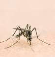 Mosquito 'tigre asiático'  Foto: iStock