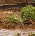 Animais ilhados no barro após o rompimento da barragem de rejeitos de minério da Vale na cidade de Brumadinho (MG)  Foto: GIAZI CAVALCANTE/CÓDIGO19  / Estadão