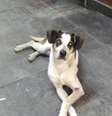 Cachorro morto na loja Carrefour de Osasco, na Grande São Paulo, na sexta-feira, 30.   Foto: Reprodução/ Facebook / Estadão Conteúdo