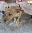 Hospital provisório montado em fazenda serve como refúgio de animais resgatados em Brumadinho.  Foto: Divulgação/ CRMV-MG / Estadão Conteúdo