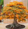 Plantados em pequenos vasos, bonsais precisam de cuidados especiais para sobreviver  Foto: Getty Images / BBC News Brasil