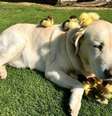 Labrador que vive em ONG no Reino Unido 'adota' patinhos.  Foto: Divulgação/Mountfitchet Castle / Estadão Conteúdo
