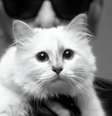 Choupette com seu devotado Karl: “Ela me inspira”  Foto: Instagram  / Reprodução