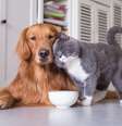 Feng Shui: as boas energias de um animal de estimação  Foto: iStock