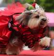 Cãezinhos dão show de fofura com fantasias criativas no "Blocão", no Rio de Janeiro  Foto: SERGIO MORAES / Reuters