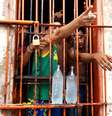 Presos gesticulam na Penitenciária de Pedrinhas, no Maranhão, em 2014  Foto: Márcio Fernandes de Oliveira / Estadão