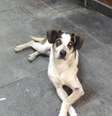 O cachorro que vivia solto na loja do Carrefour teria sido envenenado e espancado até a morte por um segurança  Foto: Reprodução/Facebook / Estadão Conteúdo
