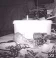 Roedor com mania de arrumação guardava os objetos todas as noites.  Foto: Reprodução de 'House-proud mouse caught on camera tidying garden shed | SWNS TV'/YouTube / Estadão Conteúdo