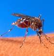 O mosquito 'Aedes aegypti' é transmissor do zika vírus, da dengue e da chikungunya  Foto: USDA|Divulgação / Estadão Conteúdo