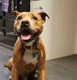 Sam é da raça Staffordshire Bull Terrier, tem aproximadamente 12 anos e vive na Inglaterra.  Foto: Divulgação / RSPCA / Estadão