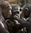 Os chimpanzés têm hábitos e comportamentos que variam muito de grupo para grupo  Foto: Getty Images / BBC News Brasil