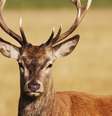 Animal, que era criado pelo casal há seis anos, foi sacrificado (foto ilustrativa)  Foto: Getty Images / BBC News Brasil