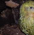 Kakapos chegaram a ser o pássaro mais comum da Nova Zelândia antes da colonização humana, que os deixou praticamente extintos  Foto: New Zealand Department of Conservation / BBC News Brasil