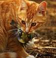 Gatos selvagens foram responsáveis pela extinção de espécies na Austrália  Foto: PETA / Divulgação