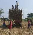 Workers load harvested sugarcane onto a trailer in a field in Gove village in the western state of Maharashtra, India, November 10, 2018. Picture taken November 10, 2018. REUTERS/Rajendra Jadhav  Foto: Reuters