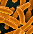 Pesquisadores da Universidade de Cambridge, na Inglaterra, conseguiram substituir por completo o DNA da bactéria Escherichia coli   Foto: (Reprodução/Flickr) / TecMundo