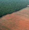 Vista da Floresta Amazônica ladeada por área desmatada para plantio de soja
04/10/2015
REUTERS/Paulo Whitaker  Foto: Reuters