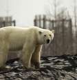 Ursa polar na cidade industrial russa de Norilsk
17/06/2019 REUTERS/Vyacheslav Yarinskiy  Foto: Reuters