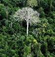 Floresta Amazônica, em foto de arquivo; Alemanha é a segunda maior contribuinte global para fundo de preservação desse bioma  Foto: Getty Images / BBC News Brasil
