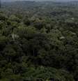 Policial observa floresta amazônica do alto de um helicóptero durante operação do Ibama no Pará
05/11/2018
REUTERS/Ricardo Moraes  Foto: Reuters