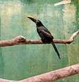 Araçari-castanho mutilado para que não pudesse voar recebeu implante de novas penas no Parque das Aves, em Foz do Iguaçu  Foto: Melissa Correa / Divulgação Parque das Aves / Estadão