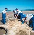 A baleia, medindo cerca de 7 metros, foi encontrada já morta na Praia de Guaratuba, em Bertioga, litoral do Estado de São Paulo  Foto: Instituto Gremar/Divulgação / Estadão Conteúdo