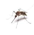Mosquito culex preto  Foto: iStock