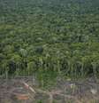 Num artigo, Stephen M. Walt, professor de Relações Internacionais, criou um cenário hipotético em que os EUA ameaçam invadir o Brasil para impedir a destruição da Floresta Amazônica  Foto: Per-Anders Pettersson/Getty Images / BBC News Brasil