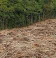 Em julho, 2.254,9 quilômetros quadrados de floresta foram devastados   Foto: DW / Deutsche Welle