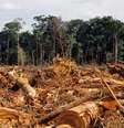 Desmatamento da Amazônia, em foto de 2007; floresta brasileira perdeu 20% de sua área desde 1970  Foto: Getty Images / BBC News Brasil