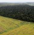 Desmatamento para plantação de soja é uma das maiores ameaças à Floresta Amazônica  Foto: DW / Deutsche Welle