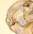 Ilustração do atlas mostra o rosto de um homem com a bochecha parcialmente dissecada  Foto: Erich Lepier / BBC News Brasil