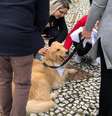 Iniciativa conta com a parceria do Projeto Amigo Bicho, que oferece terapia assistida por animais.  Foto: Divulgação / Estadão Conteúdo