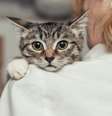 Oração de Sta. Gertrudes para proteger seus gatos  Foto: iStock