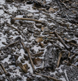 Os ossos de centenas de pessoas foram encontrados em 1942 por um guarda florestal  Foto: Himadri Sinha Roy/Nature Communications / BBC News Brasil