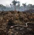 Os rastros da destruição do desmatamento e queimadas  Foto: Ueslei Marcelino / Reuters