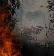 Incêndio na floresta amazônica perto de Porto Velho  Foto: Ricardo Moraes / Reuters