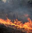 Queimada na Floresta Nacional de Jacundá, em Porto Velho, em foto de 26 de agosto  Foto: DW / Deutsche Welle
