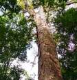 A mais alta das árvores gigantes da Amazônia está dentro de uma unidade de conservação estadual de uso sustentável, a Floresta Estadual do Parú (PA)  Foto: Divulgação/Jhonathan dos Santos / BBC News Brasil