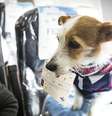 Cães de apoio emocional são permitidos pela maioria das companhias áreas do Brasil  Foto: Getty Images / BBC News Brasil