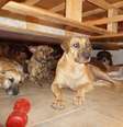 Cães que foram abrigados por Chelle Phillips por ameaça do furacão Dorian, nas Bahamas.  Foto: Facebook/ Chelle Phillips / Estadão Conteúdo