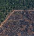 Vista aérea de trecho da Amazônia atingido por queimadas
29/08/2019
REUTERS/Ricardo Moraes   Foto: Reuters