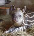 O animal só foi apresentado publicamente agora devido ao resguardo necessário nas primeiras semanas de vida, segundo o zoo.  Foto: Marcos Morelli/ SMCS/ Divulgação / Estadão