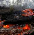 "Recursos irão para prevenção de queimadas e regeneração da Floresta Amazônica", diz Raquel Dodge  Foto: DW / Deutsche Welle