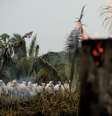 Gado em meio à fumaça de um trecho em chamas da floresta amazônica, que é desmatada por madeireiros e agricultores em Apui. 
REUTERS/Bruno Kelly
03/09/2019  Foto: Reuters